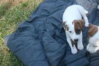 Sadie, a female Jack Russell Terrier for sale in Independence, LA – Photo 5 of 10