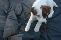 Sadie, a female Jack Russell Terrier for sale in Independence, LA – Photo 7 of 10