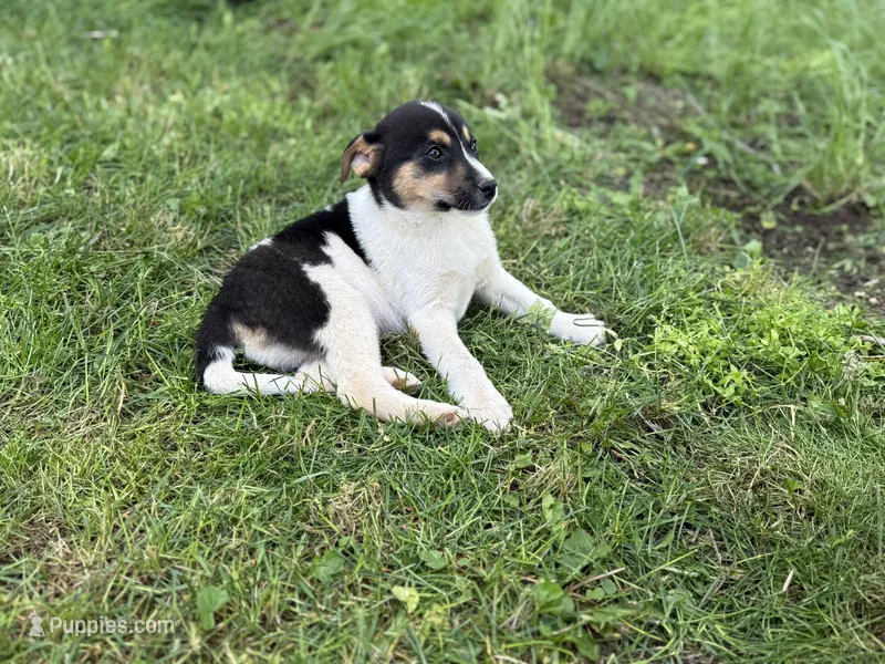 Benny – Jack Russell Terrier puppy for sale in Felton, PA