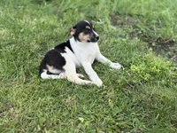 Benny, a male Jack Russell Terrier for sale in Felton, PA – 1 of 4