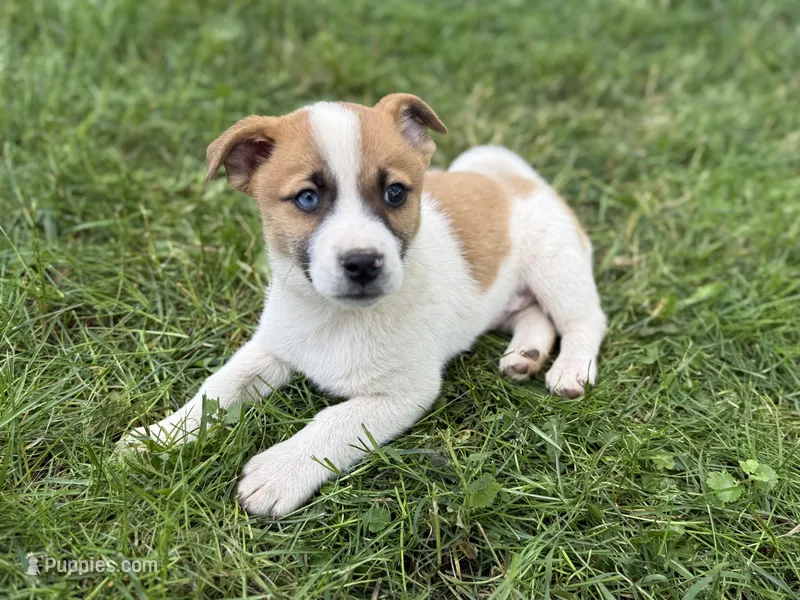 Blue – Jack Russell Terrier puppy for sale in Felton, PA