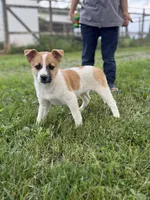 Stella, a female Jack Russell Terrier for sale in Felton, PA – 1 of 2