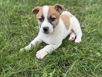 Blue, a male Jack Russell Terrier for sale in Felton, PA – 2 of 2