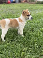 Stella, a female Jack Russell Terrier for sale in Felton, PA – 2 of 2