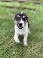 Benny, a male Jack Russell Terrier for sale in Felton, PA – 2 of 4