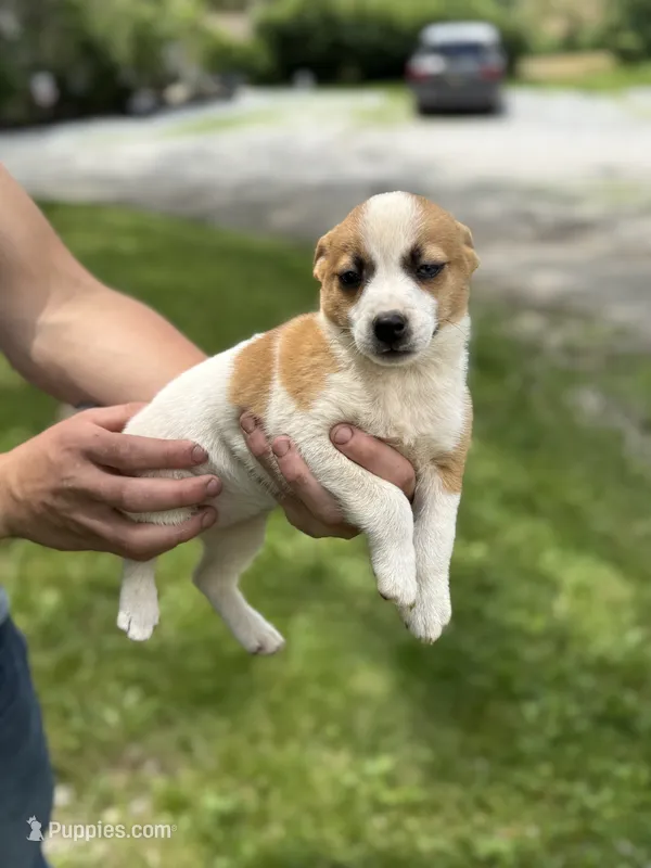 Summer – Jack Russell Terrier puppy for sale in Felton, PA