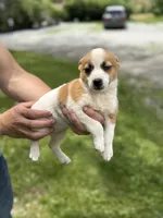 Summer, a female Jack Russell Terrier for sale in Felton, PA – 1 of 3