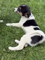 Benny, a male Jack Russell Terrier for sale in Felton, PA – 3 of 4