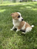 Summer, a female Jack Russell Terrier for sale in Felton, PA – 3 of 3