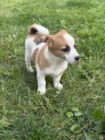 Summer, a female Jack Russell Terrier for sale in Felton, PA – 2 of 3