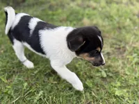 Benny, a male Jack Russell Terrier for sale in Felton, PA – 4 of 4