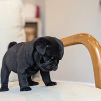 Oscar, a male Pug for sale in Elizabethtown, PA – 2 of 2