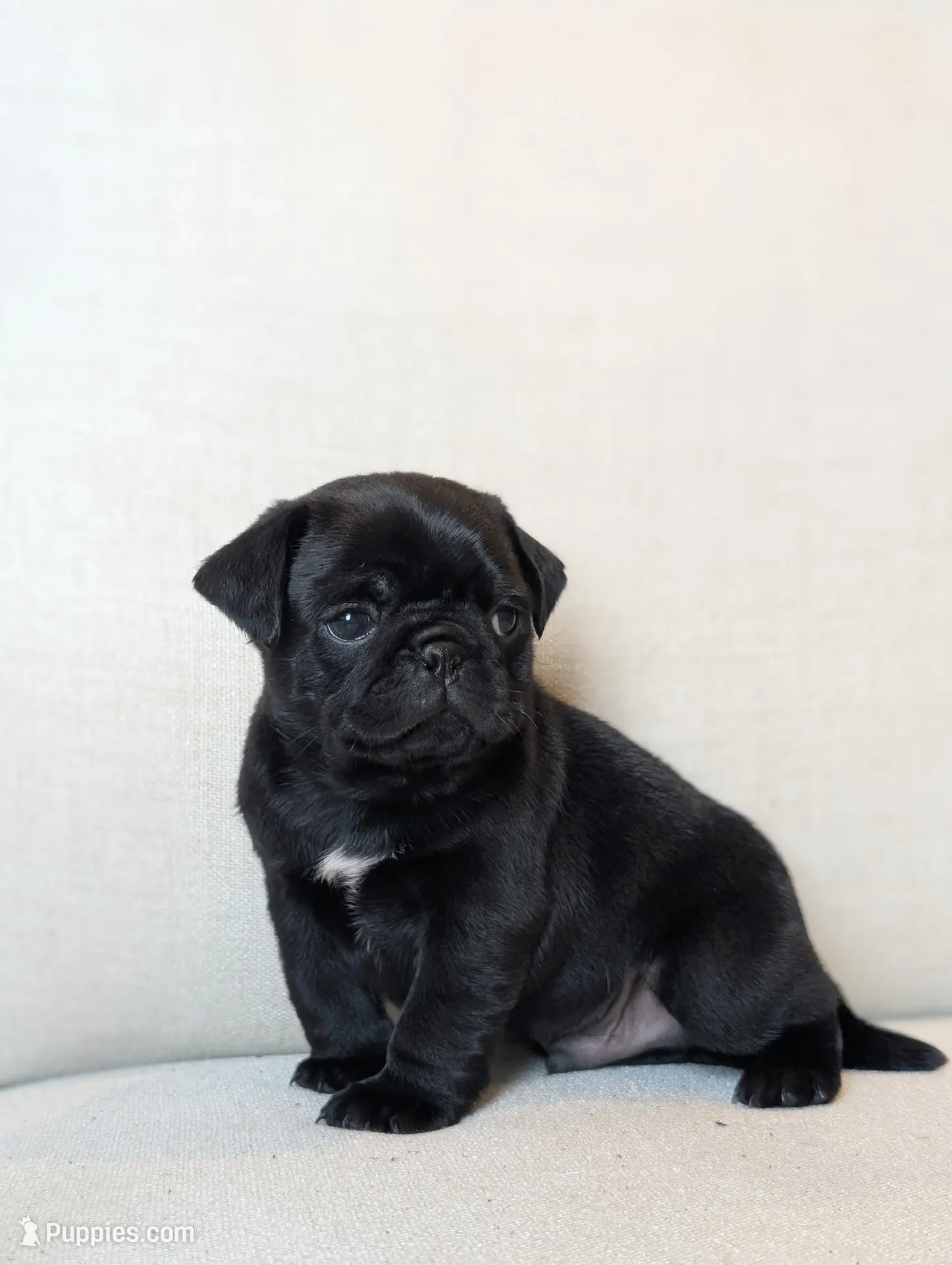 Bruno, a male Pug for sale in Elizabethtown, PA – 1 of 2