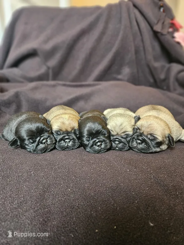 litter of pug puppies – Pug puppy for sale in Elizabethtown, PA