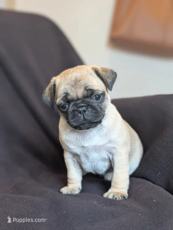Olive – Pug puppy for sale in Elizabethtown, PA