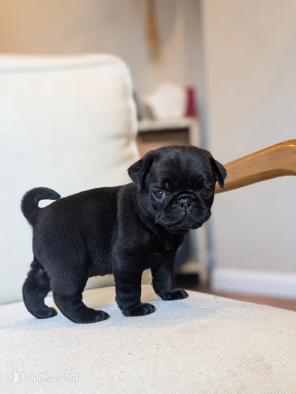 Oscar – Pug puppy for sale in Elizabethtown, PA