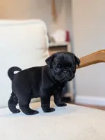 Oscar, a male Pug for sale in Elizabethtown, PA – 1 of 2
