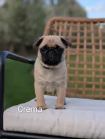 crema, a female Pug for sale in Elizabethtown, PA – Photo 1 of 2