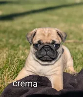 crema, a female Pug for sale in Elizabethtown, PA – Photo 2 of 2