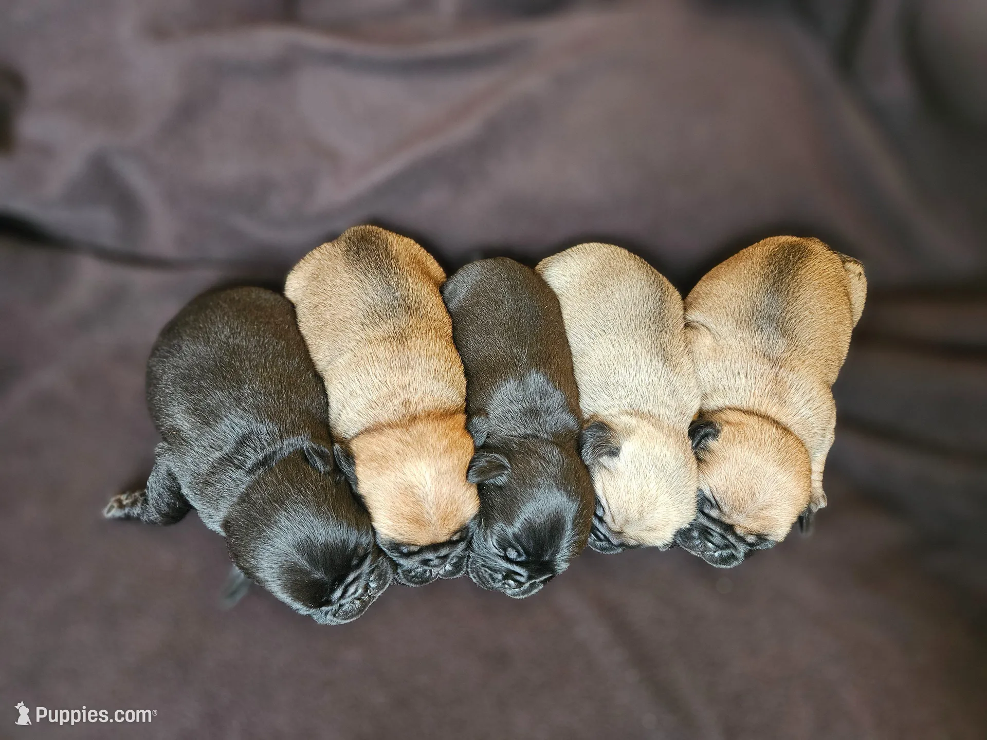 litter of pug puppies, a male Pug for sale in Elizabethtown, PA – Photo 3 of 3