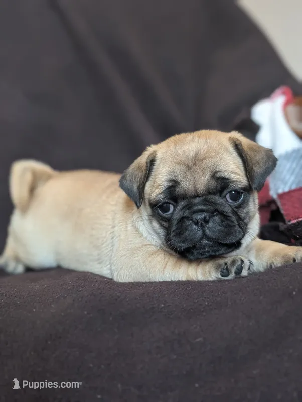 Mia – Pug puppy for sale in Elizabethtown, PA