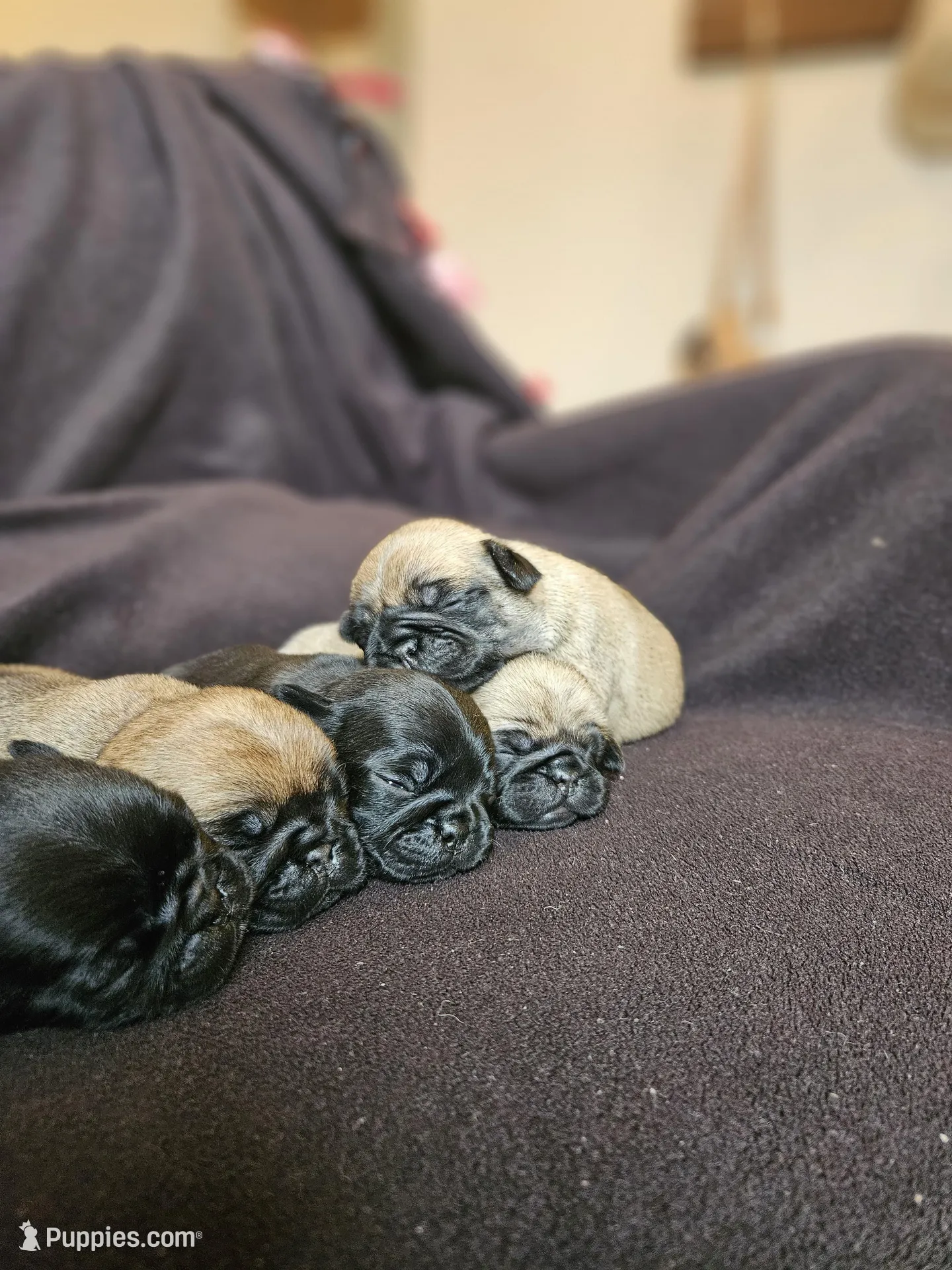 litter of pug puppies, a male Pug for sale in Elizabethtown, PA – Photo 2 of 3