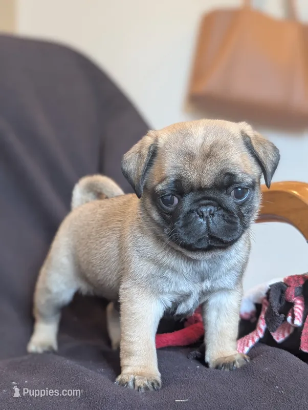 molly – Pug puppy for sale in Elizabethtown, PA