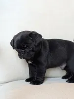 Bruno, a male Pug for sale in Elizabethtown, PA – 2 of 2