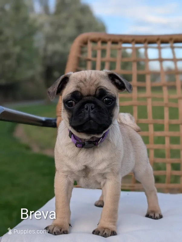 breva – Pug puppy for sale in Elizabethtown, PA