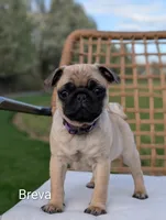 breva, a female Pug for sale in Elizabethtown, PA – Photo 1 of 2