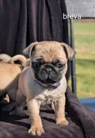 breva, a female Pug for sale in Elizabethtown, PA – Photo 2 of 2