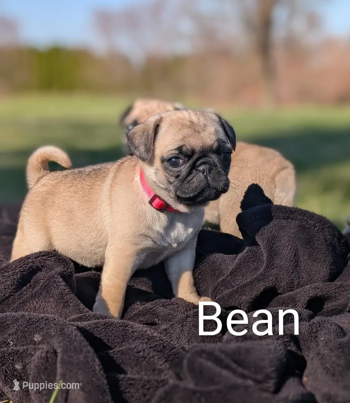 bean – Pug puppy for sale in Elizabethtown, PA