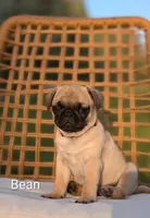 bean, a female Pug for sale in Elizabethtown, PA – Photo 2 of 2