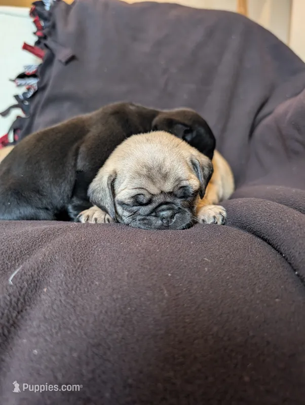 Olive – Pug puppy for sale in Elizabethtown, PA