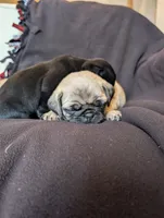 Olive, a male Pug for sale in Elizabethtown, PA – 1 of 2