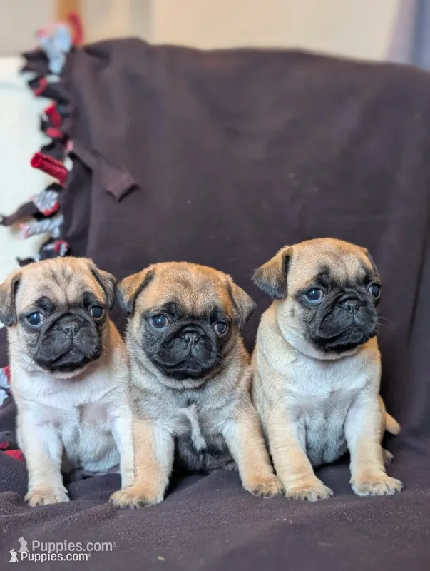 Mia – Pug puppy for sale in Elizabethtown, PA