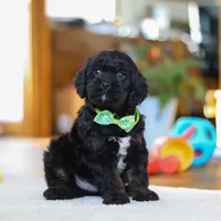 Chance, a male Cavapoo for sale in Fresno, OH – Photo 3 of 6