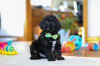 Chance, a male Cavapoo for sale in Fresno, OH – Photo 3 of 6