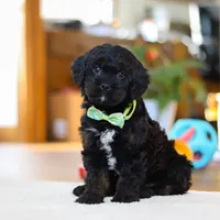 Chance, a male Cavapoo for sale in Fresno, OH – Photo 1 of 6