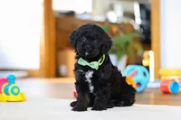 Chance, a male Cavapoo for sale in Fresno, OH – Photo 1 of 6