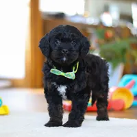 Chance, a male Cavapoo for sale in Fresno, OH – Photo 5 of 6