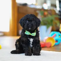 Chance, a male Cavapoo for sale in Fresno, OH – Photo 2 of 6