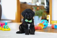Chance, a male Cavapoo for sale in Fresno, OH – Photo 2 of 6
