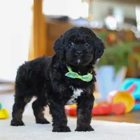 Chance, a male Cavapoo for sale in Fresno, OH – Photo 6 of 6