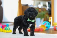 Chance, a male Cavapoo for sale in Fresno, OH – Photo 6 of 6