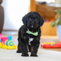 Chance, a male Cavapoo for sale in Fresno, OH – Photo 4 of 6