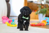 Chance, a male Cavapoo for sale in Fresno, OH – Photo 4 of 6