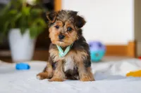 Dallas, a male Yorkipoo for sale in Fresno, OH – Photo 5 of 10