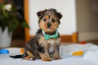 Dallas, a male Yorkipoo for sale in Fresno, OH – Photo 4 of 10