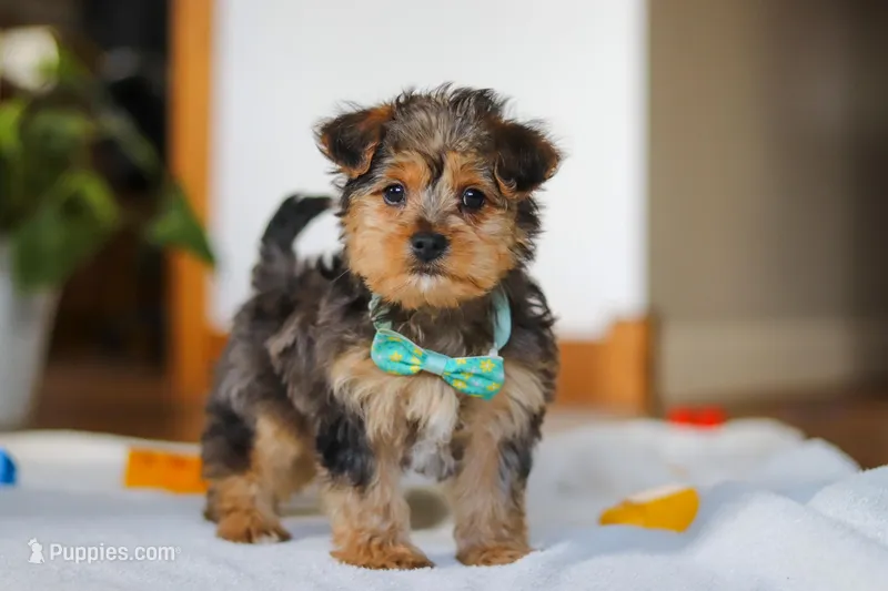 Dallas – Yorkipoo puppy for sale in Fresno, OH